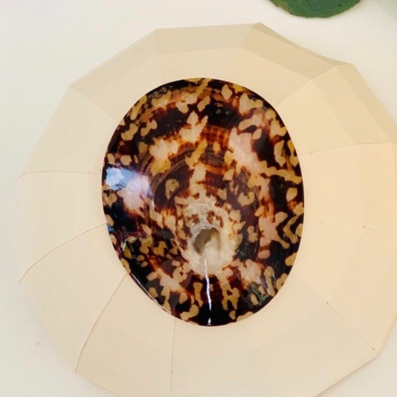 coquillage-allaitement-paire