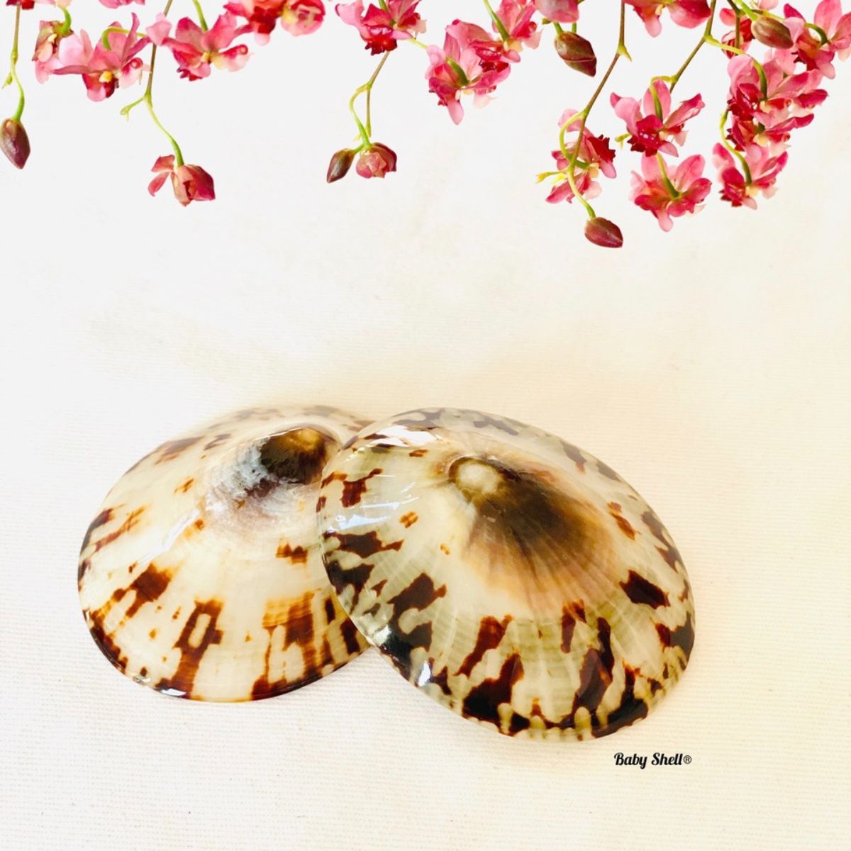 coquillage-allaitement-paire-II