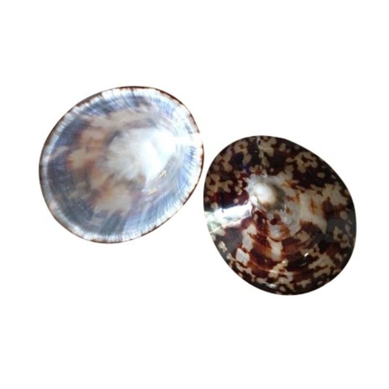 coquillage-allaitement-paire-face-envers