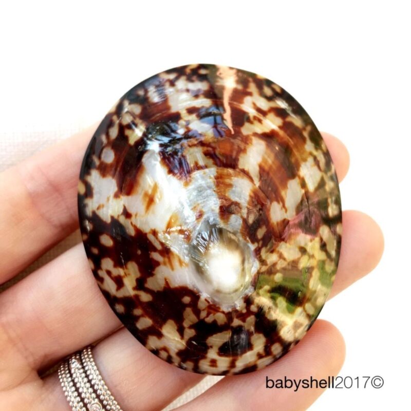 Coquillages d'allaitement