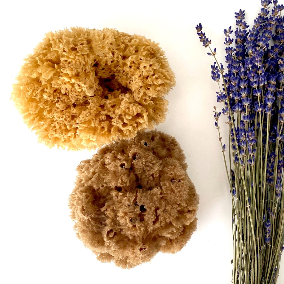 eponge-de-mer–naturelle-L