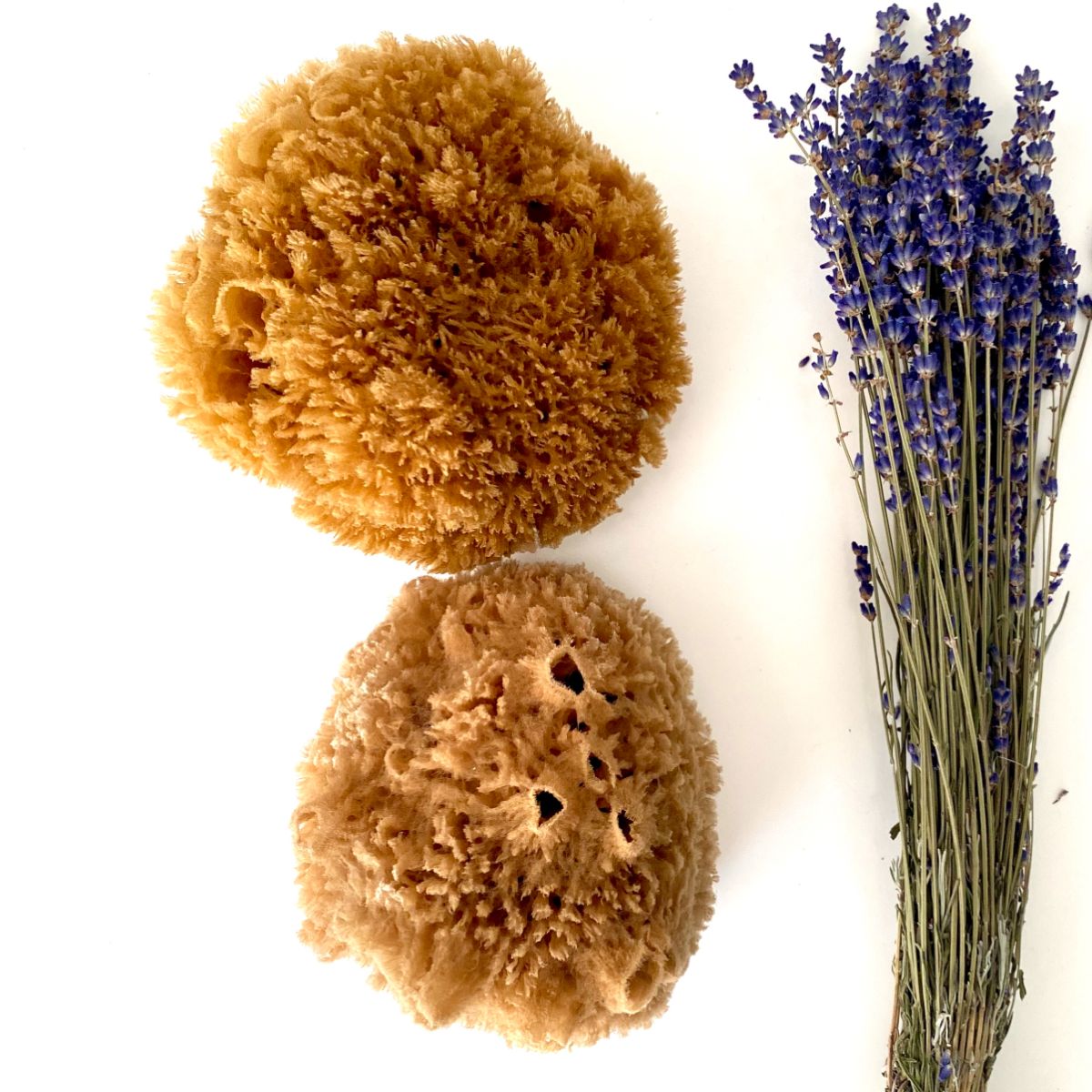 eponge-de-mer–naturelle-M