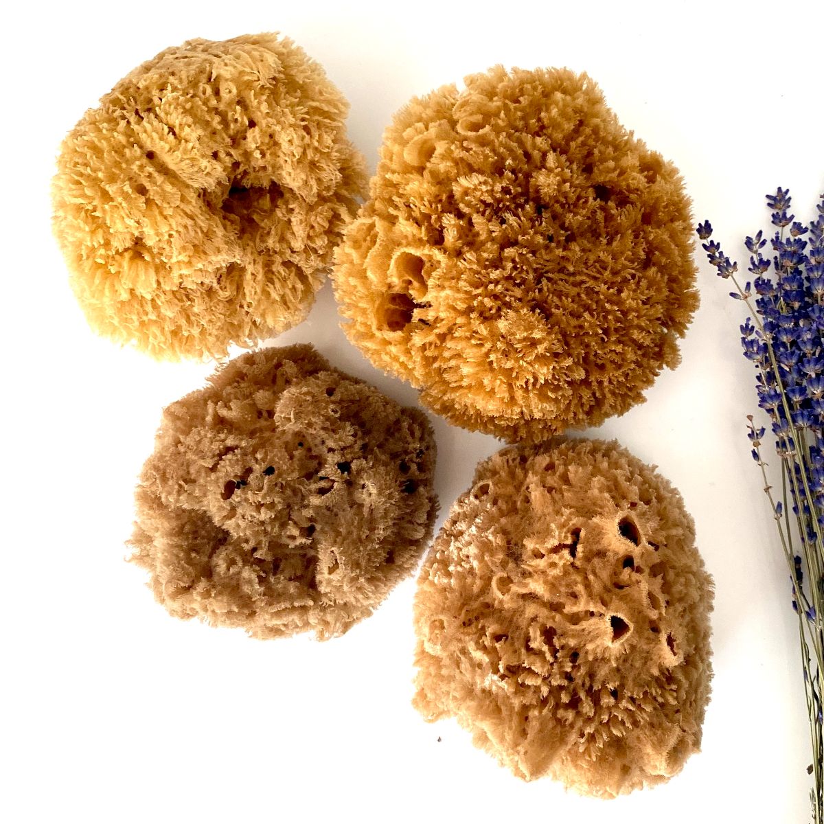 eponge-de-mer–naturelle