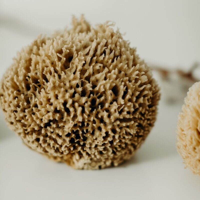 eponge-naturelle-II-okjo