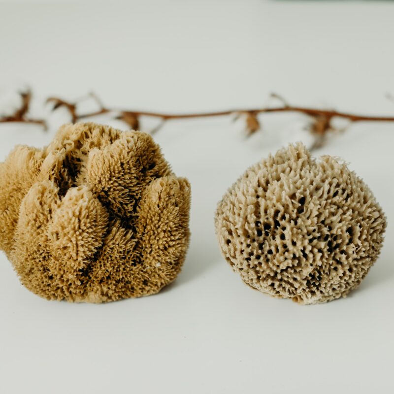 eponge-naturelle-taille-okjo