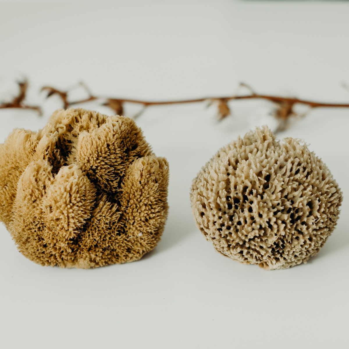 eponge-naturelle-taille-okjo