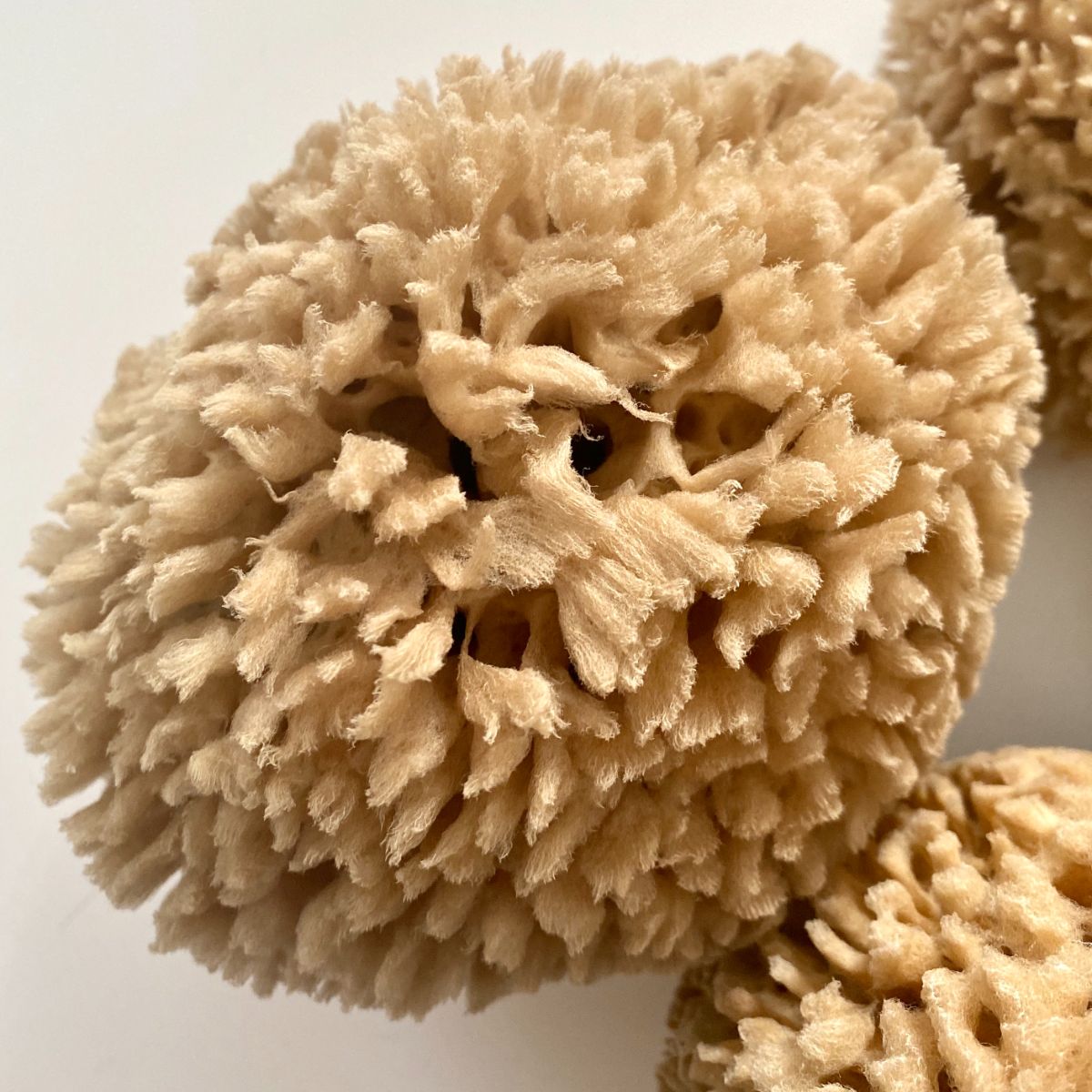 eponges-cuisine-wool-petite